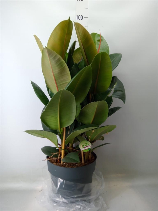 <h4>Ficus elastica 'Robusta'</h4>