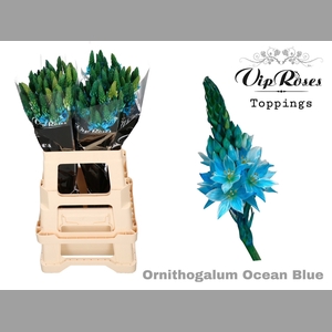 ORNIT MOUNT FUJI  OCEAN BLUE