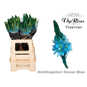 ORNIT MOUNT FUJI OCEAN BLUE