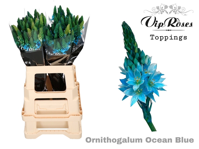 <h4>ORNIT MOUNT FUJI OCEAN BLUE</h4>