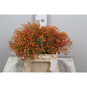 Rosa Prinsberry Orange