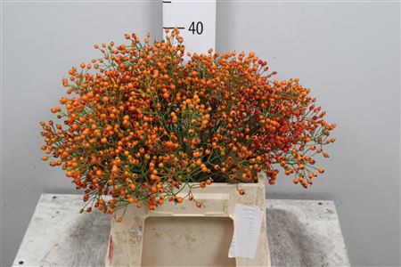 <h4>Rosa Prinsberry Orange</h4>