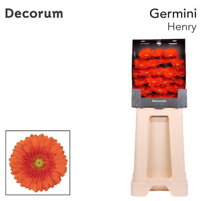 <h4>Germini Henry Diamond</h4>
