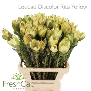 Leucad Discolor Rita Yellow