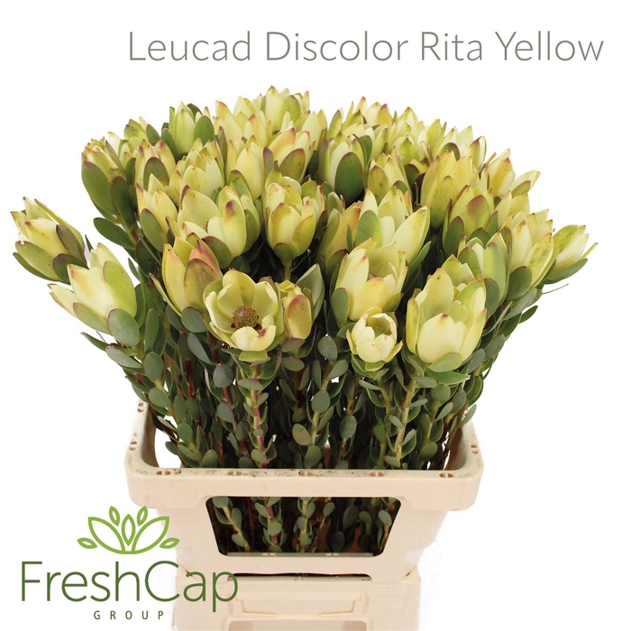<h4>Leucad Discolor Rita Yellow</h4>
