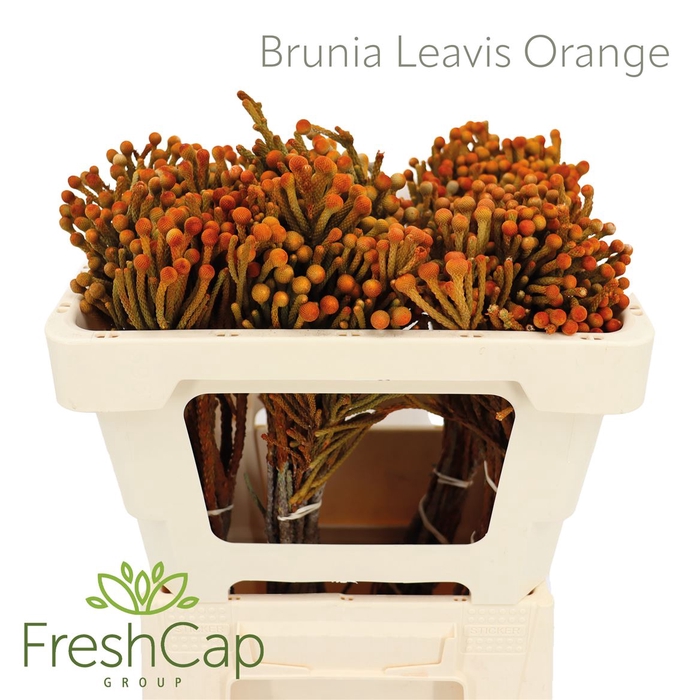 <h4>Brunia Leavis Orange</h4>
