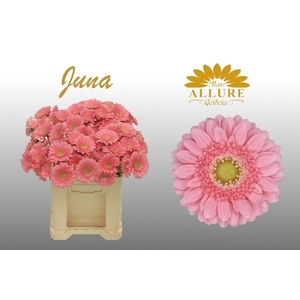Gerbera mini 'Juna' fust 555