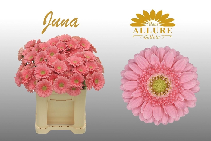 <h4>Gerbera mini 'Juna' fust 555</h4>