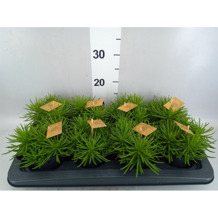 <h4>Senecio archeri 'Himalaya'</h4>