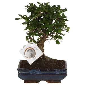 Bonsai   ...mix