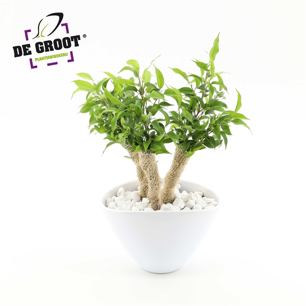 <h4>Ficus Crazy Tree in enveloppot</h4>