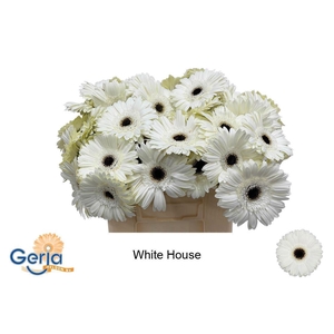 GE GR WHITE HOUSE