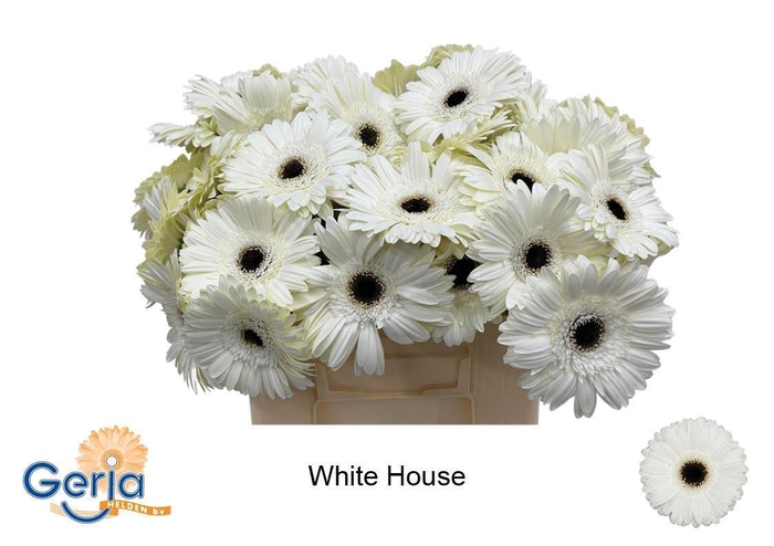 <h4>GE GR WHITE HOUSE</h4>