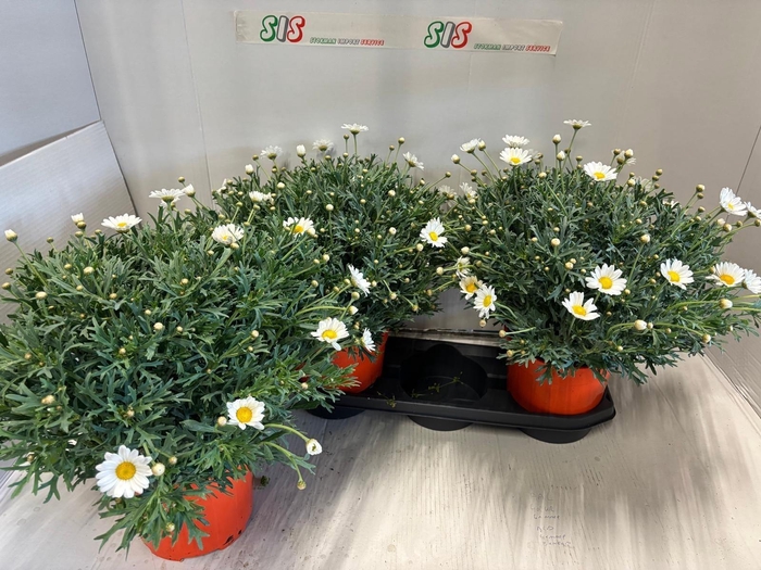 <h4>ARG STELLA 2000</h4>