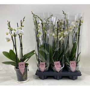 PHAL AN INVERNESS