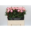 Paeonia Sarah Bernhardt