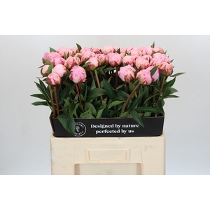 Paeonia Sarah Bernhardt