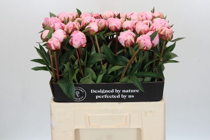 Paeonia Sarah Bernhardt