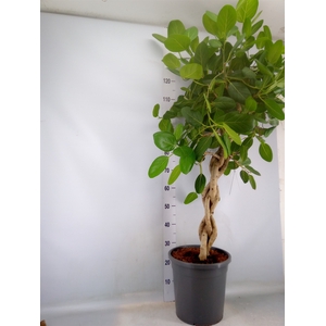 Ficus benghalensis 'Audrey'