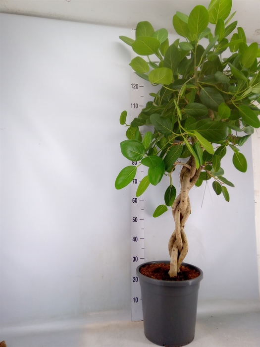 <h4>Ficus benghalensis 'Audrey'</h4>