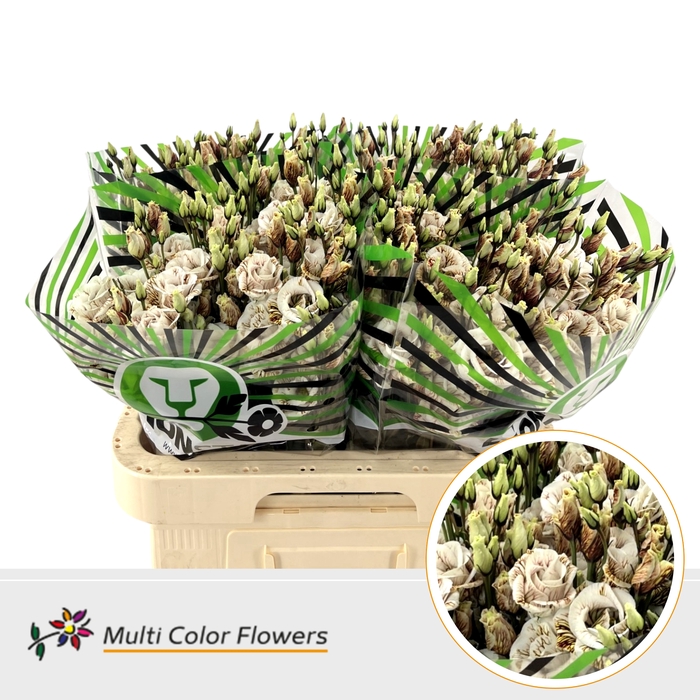 <h4>Eus G Brown</h4>