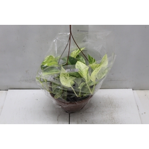 JIBOIA BRANCO PEND C21 PENDENTE