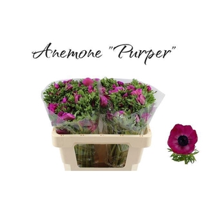 ANEM CO GALIL PURPER