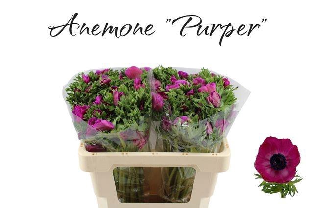 <h4>ANEM CO GALIL PURPER</h4>