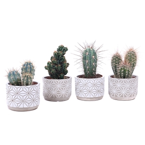 Cactus beton starpot 10,5 cm