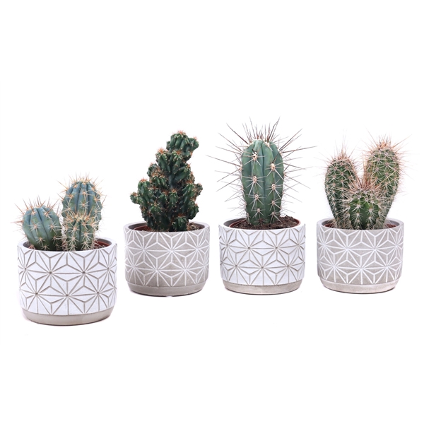 <h4>Cactus beton starpot 10,5 cm</h4>