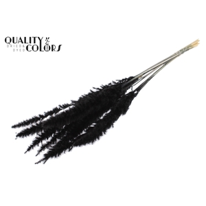 Fluffy Pampas 10pc/bunch Bleached Black