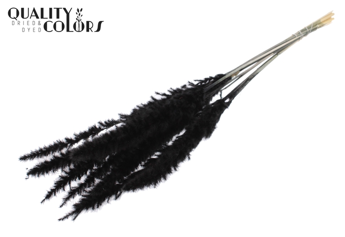 Fluffy Pampas 10pc/bunch Bleached Black