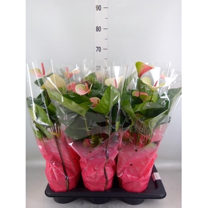 Anthurium andr. 'Fantasy Love'