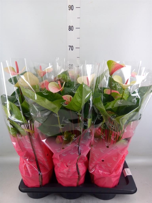 <h4>Anthurium andr. 'Fantasy Love'</h4>