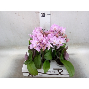 Phalaenopsis   ...mini