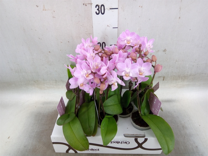 <h4>Phalaenopsis   ...mini</h4>