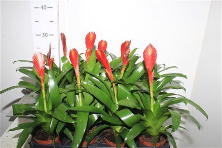 <h4>Vries Cathy Rood</h4>