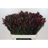 Leucadendron Saf Sunset Dark Red