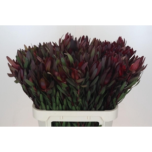 Leucadendron Saf Sunset Dark Red