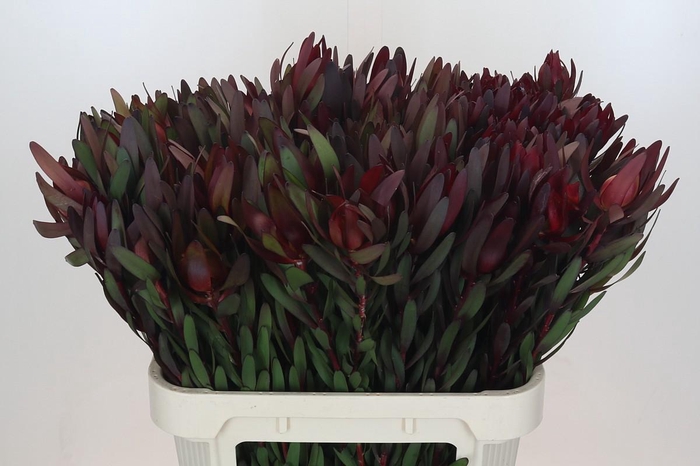 <h4>Leucadendron Saf Sunset Dark Red</h4>