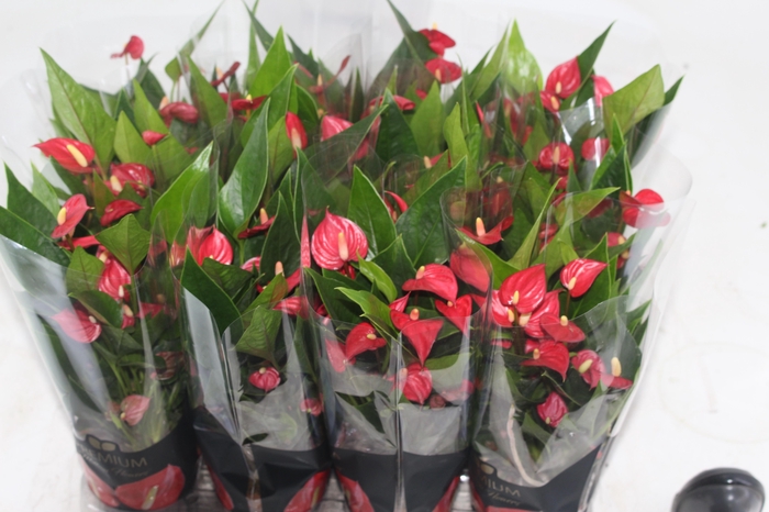 <h4>ANTHURIUM MINI MILLION FLOWERS P09</h4>