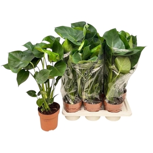 MONSTERA DELICIOSA