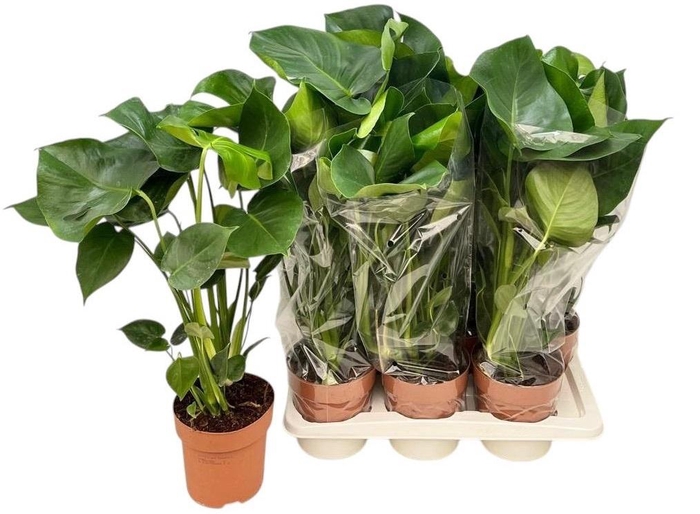 <h4>MONSTERA DELICIOSA</h4>