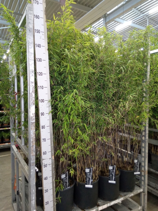 <h4>Fargesia nitida 'Volcano'</h4>