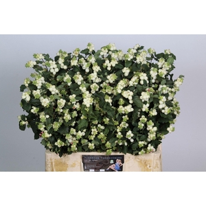 SYMPHORICARPOS WB 'MAG MILKY WAY'
