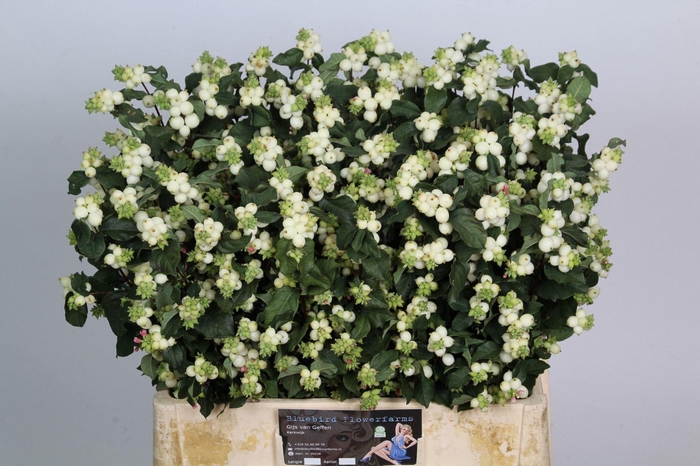 <h4>SYMPHORICARPOS WB 'MAG MILKY WAY'</h4>