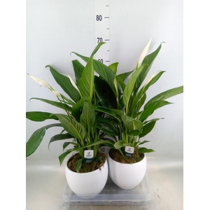 Spathiphyllum  'Bingo Cupido'