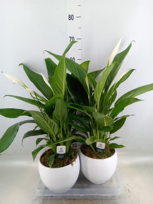 <h4>Spathiphyllum  'Bingo Cupido'</h4>