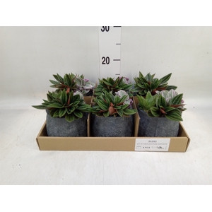 Arr.   Kamerplant Groen L%