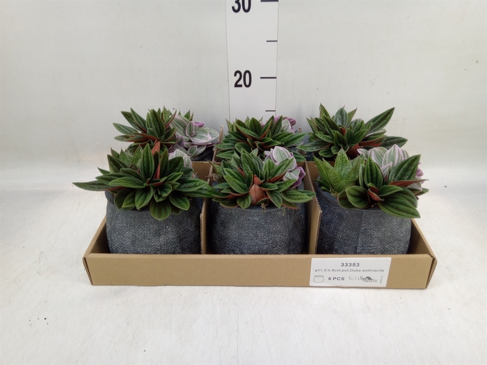 <h4>Arr.   Kamerplant Groen L%</h4>